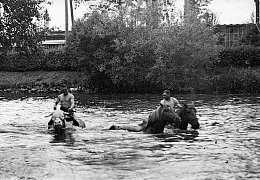 Pferde und Ochse mit Knechten in der Schwemme