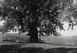 Blick unter der Schießberglinde nach Westen