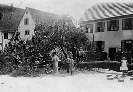 Gefällte Linde am Kirchplatz