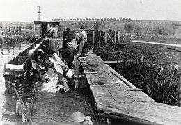 Schafwäsche an der Brenz