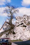 Linde auf dem Gläserberg bzw. Schießberg